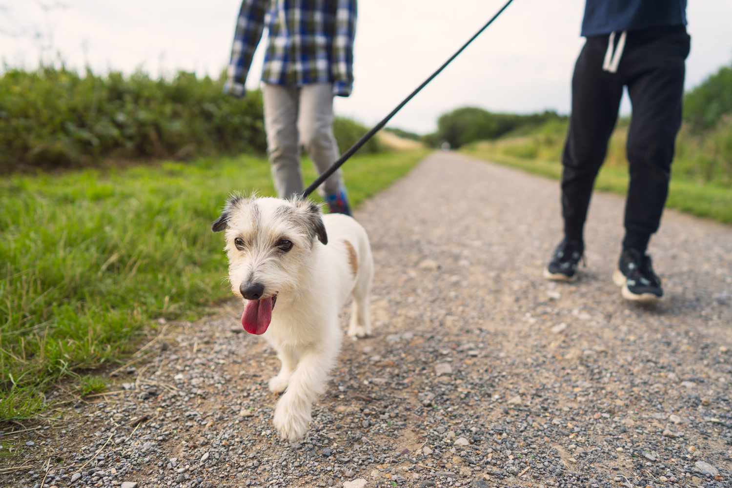 Happy dog on a walk with Bark n’ Roll