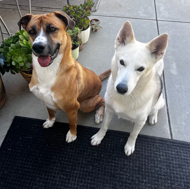 Happy Pup 3